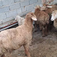 فروش بره نر ۲۲عدد|حیوانات مزرعه|پارسآباد, |دیوار