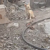 بیستی۸ماه