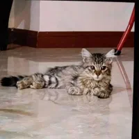 گربه ۵ماهه ماده