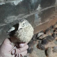 بلدرچین|موش و خرگوش|نیشابور, میدون بار|دیوار