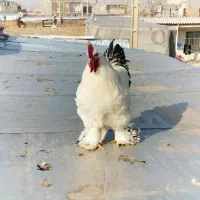 ۲ عدد خروس برهما