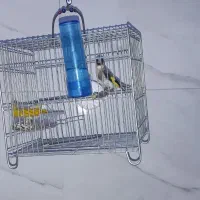 سهره نر ..معاوضه با قناری مست