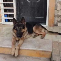 ژرمن ماده 18ماهه معاوضه|سگ|رباطکریم, شهرستانک|دیوار