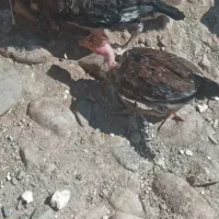 جوجه