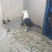 کفتر مخمل