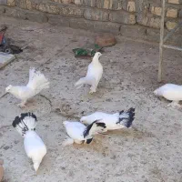 کبوتر|پرنده|قم, انصار‌الحسین|دیوار