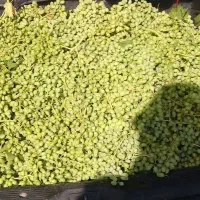 ابغوره درجه 1 به شرط