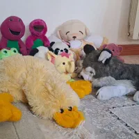 عروسک .میزجلو مبل.تلویزیون.ویترین