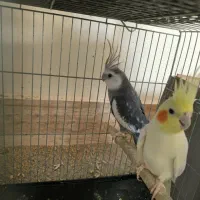 عروس هلندی نر و ماده