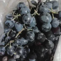 انگور