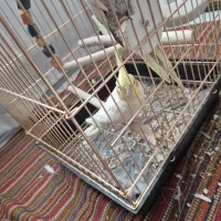 یک جفت عروس هلندی|پرنده|اسلام‌‌آباد غرب, |دیوار