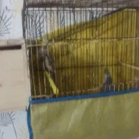 سلام فروش عروسهلندی آگهی را بخوانید