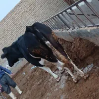 گاو گوشتی|حیوانات مزرعه|مرند, |دیوار