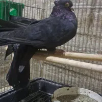 کبوتر زاغ صرب|پرنده|قدس, شهرک دانش|دیوار