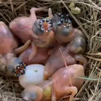 فنچ گلدین|پرنده|تبریز, |دیوار