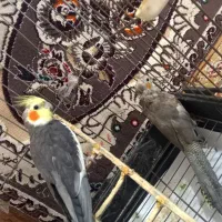 عروس هلندی مولد دستی