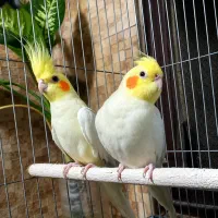 فروش جفت عروس هلندی سالم و سازگار