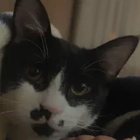 گربه