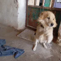 سگ پاکوتاه نر|سگ|خرم‌آباد, |دیوار