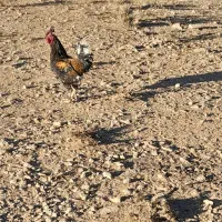خروس|حیوانات مزرعه|شیراز, شهرک امیر کبیر|دیوار