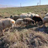 میش ورک|حیوانات مزرعه|دره شهر, |دیوار