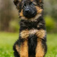 توله ژرمن سه ماهه