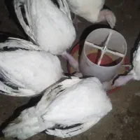 بوقلمون گوشتی|حیوانات مزرعه|تربت‌حیدریه, قاسم آباد|دیوار