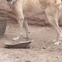 واگذاری نگهبان واقعی دزدگیر دهن پاک