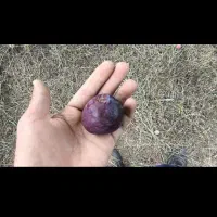 الوچه مراغه برای خشک کردن