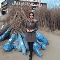 نهال پسته کلهقوچی، سایز درشت و فروش آسان