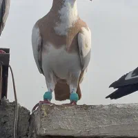 ابلق و گوره بزک