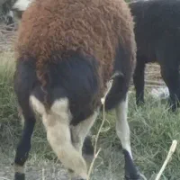 بره ماده افشاری