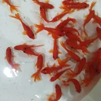 سرای ماهی قرمز کابلی