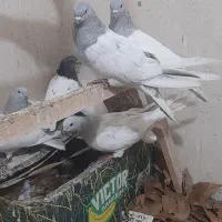 کفترکله الماسی