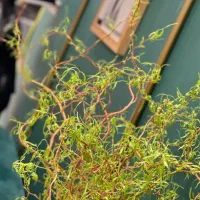 نیروی خدماتی ونظافت