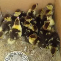جوجه اردک اسرائیلی