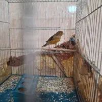 قناری جفت خور سهره