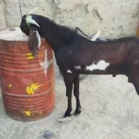 نر بز پنجاب