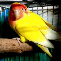 کوتوله  و فنج مولد و مغلف