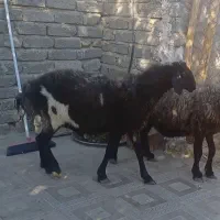گوسفند