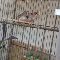 فنج زبرا و گلدین