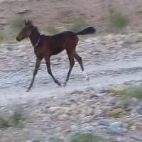 باسلام کره نریان ۴ماهه پدر مادر یورقه|اسب و تجهیزات اسبسواری|قوچان, |دیوار