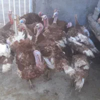 بوقلمون نر و ماده مخصوص شب یلدا|حیوانات مزرعه|خاوه, |دیوار