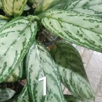 دیفن و گلهایه اپارتمانی تخفیف روز معلم