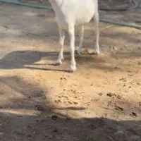 ابستن و بزغاله|حیوانات مزرعه|جهرم, |دیوار