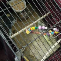 جفت عروس هلندی با یک عدد جوجه و پنج عدد تخم