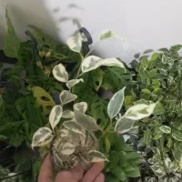 گل با قیمت عالی