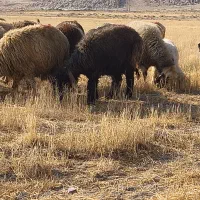 فروش میش بره داروگلون نازدار|حیوانات مزرعه|ارسنجان, |دیوار