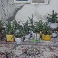 گل آلوئه ورا ۲۰عدد
