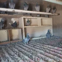 فروش کفتر|پرنده|آذرشهر, |دیوار